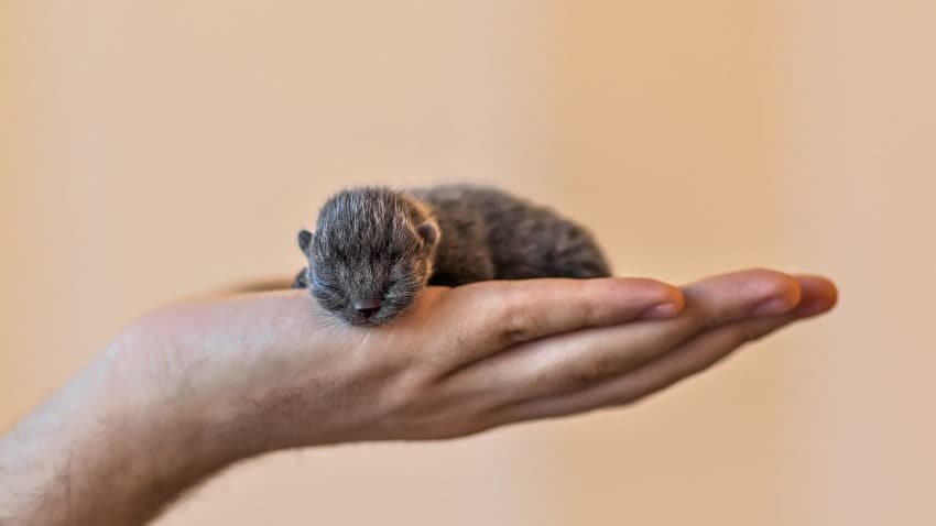 Yeni Doğmuş Yavru Kedi Nasıl Beslenir