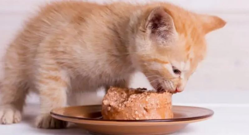 yavru kedi besleme yöntemleri